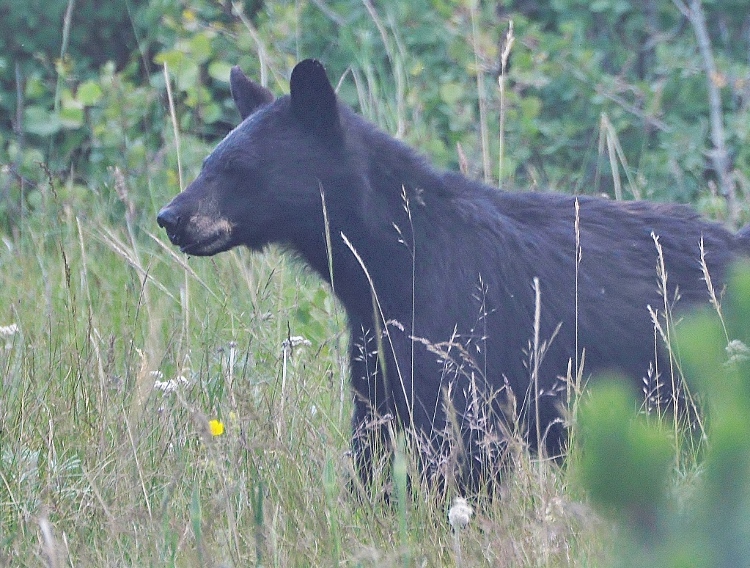 black bear